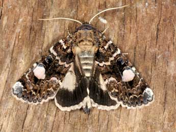 Oxytripia orbiculosa Esp. adulte - �Wolfgang Wagner, www.pyrgus.de