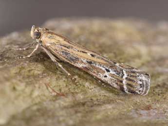 Pempeliella ornatella D. & S. adulte - �Philippe Mothiron
