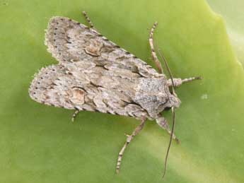 Lithophane ornitopus Hfn. adulte - �Philippe Mothiron