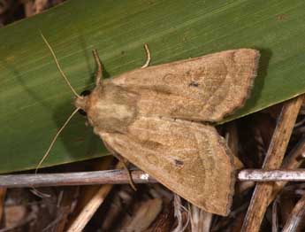 Hydraecia osseola Stgr adulte - �Philippe Mothiron