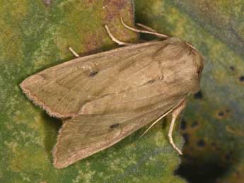 Hydraecia osseola Stgr adulte - �Philippe Mothiron