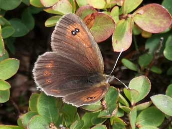 Erebia ottomana H.-S. adulte - �Philippe Mothiron