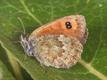 Erebia ottomana H.-S. adulte - �Philippe Mothiron