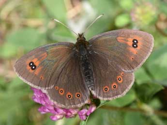 Erebia ottomana H.-S. adulte - �Philippe Mothiron
