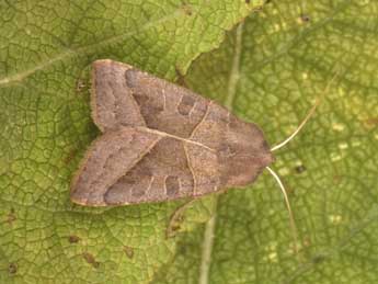 Mesogona oxalina Hb. adulte - �Philippe Mothiron