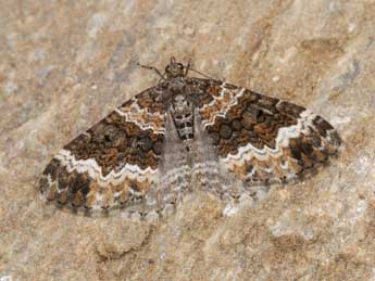 Xanthorhoe oxybiata Mill. adulte - �Heiner Ziegler