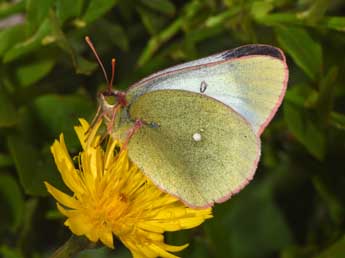 Colias palaeno L. adulte - �Philippe Mothiron