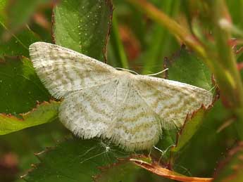 Idaea pallidata D. & S. adulte - �Jean-Pierre Lamoline