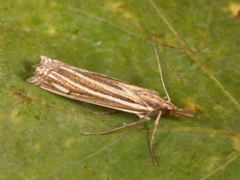 Ancylolomia palpella D. & S. adulte - �Philippe Mothiron