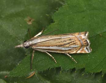 Crambus palustrellus Rag. adulte - �Philippe Mothiron