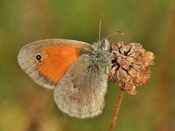 Coenonympha pamphilus L. adulte - �Lionel Taurand