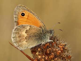 Coenonympha pamphilus L. adulte - �Lionel Taurand