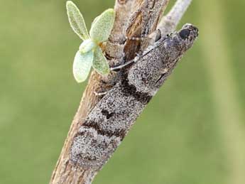 Ephestia parasitella Stgr adulte - �Friedmar Graf