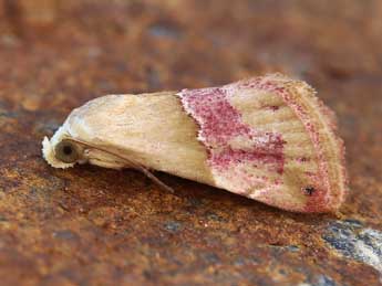 Eublemma parva Hb. adulte - �Lionel Taurand