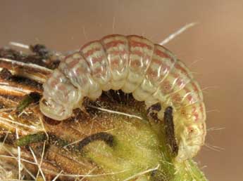  Chenille de Eublemma parva Hb. - �Wolfgang Wagner, www.pyrgus.de