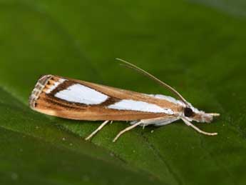 Catoptria permutatellus H.-S. adulte - �Philippe Mothiron