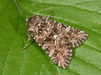 Hadena perplexa D. & S. adulte - �Philippe Mothiron