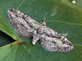 Eupithecia phoeniceata Rbr adulte - �Daniel Morel