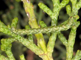  Chenille de Eupithecia phoeniceata Rbr - �Wolfgang Wagner, www.pyrgus.de