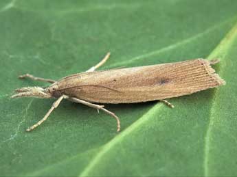 Chilo phragmitellus Hb. adulte - �Lionel Taurand