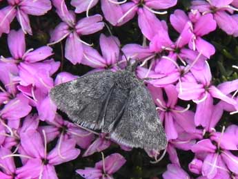 Metaxmeste phrygialis Hb. adulte - �Philippe Mothiron