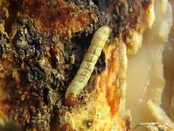  Chenille de Euzophera pinguis Hw. - �Ruben Meert