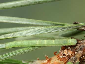  Chenille de Hylaea pinicolaria Bell. - �Jean-Claude Petit