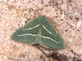 Hylaea pinicolaria Bell. adulte - �Philippe Mothiron