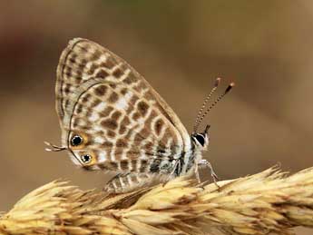 Leptotes pirithous L. adulte - �Lionel Taurand