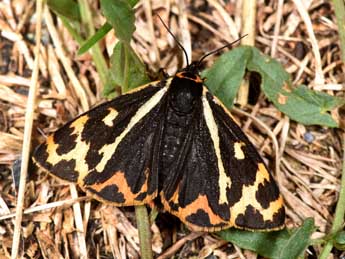 Arctia plantaginis L. adulte - �Philippe Mothiron