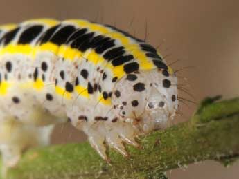  Chenille de Calophasia platyptera Esp. - �Wolfgang Wagner, www.pyrgus.de