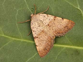 Selidosema plumaria D. & S. adulte - �Lionel Taurand