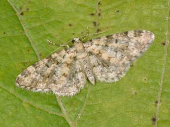 Eupithecia poecilata P�ng. adulte - �Philippe Mothiron