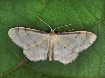 Idaea politaria Hb. adulte - �Philippe Mothiron