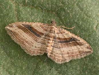 Costaconvexa polygrammata Bkh. adulte - �Philippe Mothiron