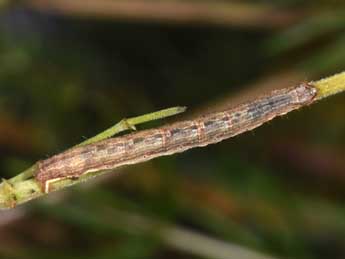  Chenille de Costaconvexa polygrammata Bkh. - �Philippe Mothiron