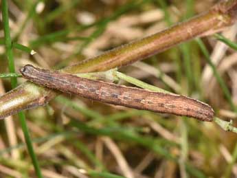  Chenille de Costaconvexa polygrammata Bkh. - �Philippe Mothiron