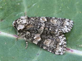 Craniophora pontica Stgr adulte - �Lionel Taurand