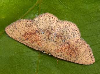 Cyclophora porata L. adulte - �Philippe Mothiron