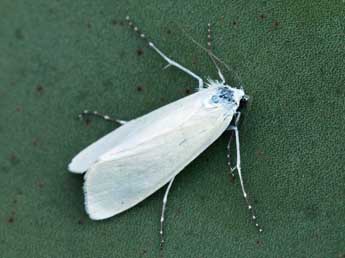 Scirpophaga praelata Scop. adulte - �Daniel Morel