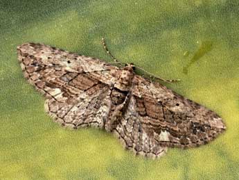 Horisme predotai Bytinsky adulte - �Daniel Morel