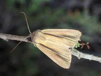 Mythimna prominens Wlk. adulte - �Tristan Lafranchis