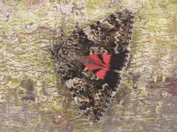 Catocala promissa D. & S. adulte - �Philippe Mothiron