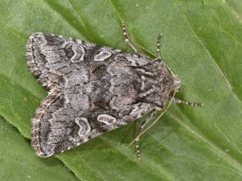 Lasionhada proxima Hb. adulte - �Philippe Mothiron