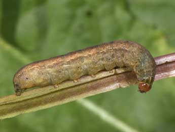  Chenille de Lasionhada proxima Hb. - �Philippe Mothiron