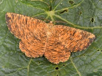 Angerona prunaria L. adulte - �Philippe Mothiron