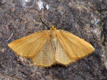 Crocota pseudotinctaria Lrt adulte - �Heiner Ziegler