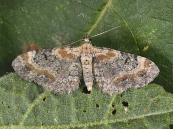Eupithecia pulchellata Stph. adulte - �Philippe Mothiron