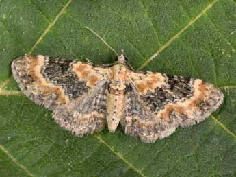 Eupithecia pulchellata Stph. adulte - �Philippe Mothiron