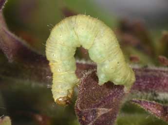  Chenille de Eupithecia pulchellata Stph. - �Philippe Mothiron